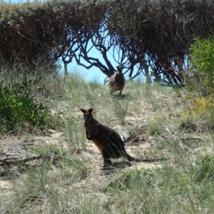 Wallabia bicolor at Potato Point, NSW - 13 Oct 2020