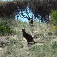Wallabia bicolor (Swamp Wallaby) at Potato Point, NSW - 13 Oct 2020 by Laserchemisty