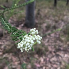 Ozothamnus diosmifolius (Rice Flower, White Dogwood, Sago Bush) at Mystery Bay, NSW - 11 Oct 2020 by LocalFlowers