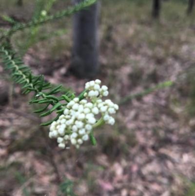 Ozothamnus diosmifolius (Rice Flower, White Dogwood, Sago Bush) at Mystery Bay, NSW - 11 Oct 2020 by LocalFlowers