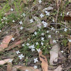 Unidentified Other Wildflower (TBC) at Lake Tabourie, NSW - 19 Oct 2020 by margotallatt