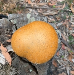 Gymnopilus junonius (Spectacular Rustgill) at Termeil, NSW - 19 Oct 2020 by margotallatt