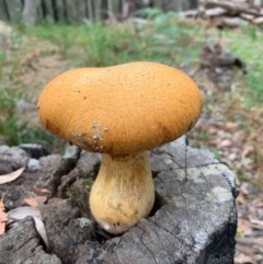 Gymnopilus junonius at Termeil, NSW - 19 Oct 2020