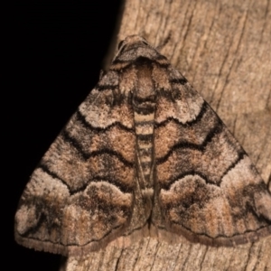 Dysbatus undescribed species at Melba, ACT - 19 Oct 2020 09:28 PM