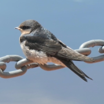 Hirundo neoxena (Welcome Swallow) at Yerrabi Pond - 20 Oct 2020 by TrishGungahlin