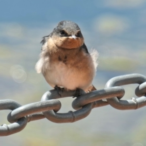 Hirundo neoxena at Gungahlin, ACT - 20 Oct 2020