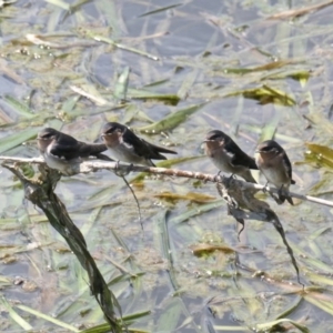 Hirundo neoxena at Gungahlin, ACT - 20 Oct 2020