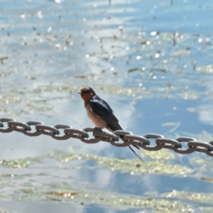 Hirundo neoxena at Gungahlin, ACT - 20 Oct 2020 01:54 PM