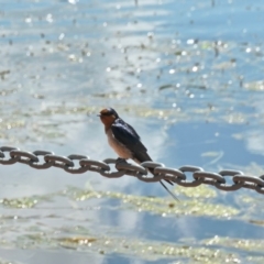 Hirundo neoxena (Welcome Swallow) at Yerrabi Pond - 20 Oct 2020 by TrishGungahlin