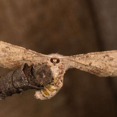 Circopetes obtusata (Grey Twisted Moth) at Melba, ACT - 19 Oct 2020 by kasiaaus
