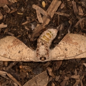 Circopetes obtusata at Melba, ACT - 19 Oct 2020 11:20 PM