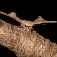 Circopetes obtusata at Melba, ACT - 19 Oct 2020 11:20 PM