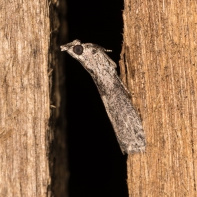 Phycitinae (subfamily) (A snout moth) at Melba, ACT - 19 Oct 2020 by kasiaaus