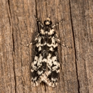 Scoparia exhibitalis at Melba, ACT - 19 Oct 2020