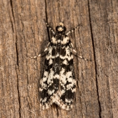 Scoparia exhibitalis (A Crambid moth) at Melba, ACT - 19 Oct 2020 by kasiaaus