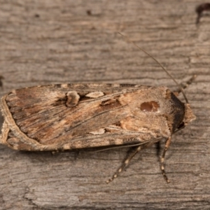 Agrotis munda at Melba, ACT - 19 Oct 2020