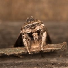 Agrotis munda at Melba, ACT - 19 Oct 2020