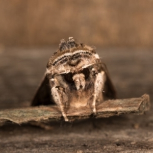 Agrotis munda at Melba, ACT - 19 Oct 2020