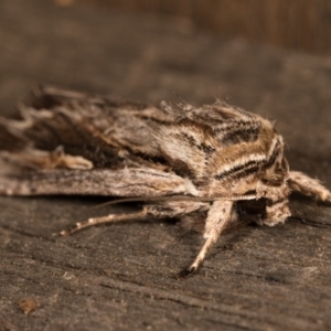 Agrotis munda at Melba, ACT - 19 Oct 2020