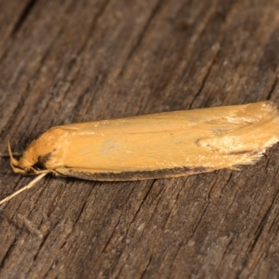 Philobota protecta (A concealer moth) at Melba, ACT - 19 Oct 2020 by kasiaaus