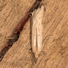 Faveria tritalis (Couchgrass Webworm) at Melba, ACT - 19 Oct 2020 by kasiaaus