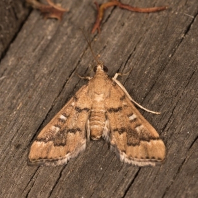 Nacoleia rhoeoalis (A Crambid moth (Spilomelinae) at Melba, ACT - 19 Oct 2020 by kasiaaus