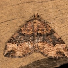 Epyaxa subidaria (Subidaria Moth) at McKellar, ACT - 19 Oct 2020 by kasiaaus