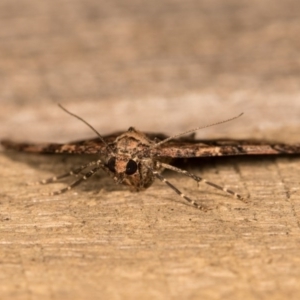 Epyaxa subidaria at McKellar, ACT - 19 Oct 2020 09:58 PM