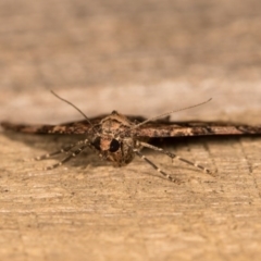 Epyaxa subidaria at McKellar, ACT - 19 Oct 2020