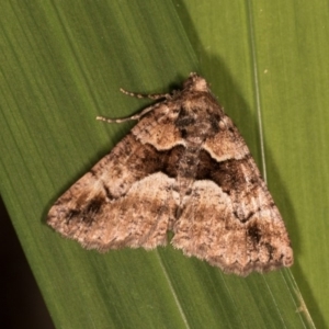 Gastrina cristaria at McKellar, ACT - 19 Oct 2020 09:59 PM