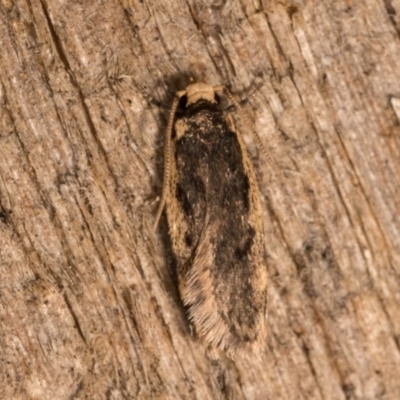 Hoplostega ochroma (a Eulechria Group moth) at Melba, ACT - 19 Oct 2020 by kasiaaus