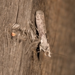 Phycitinae (subfamily) (A snout moth) at Melba, ACT - 19 Oct 2020 by kasiaaus