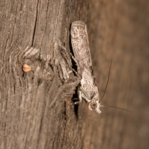 Phycitinae (subfamily) at Melba, ACT - 19 Oct 2020 11:27 PM