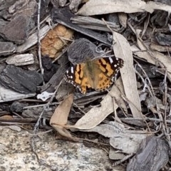 Vanessa kershawi (Australian Painted Lady) at Black Range, NSW - 20 Oct 2020 by StephH