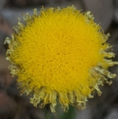 Coronidium scorpioides (Button Everlasting) at Lake George, NSW - 20 Oct 2020 by MPennay