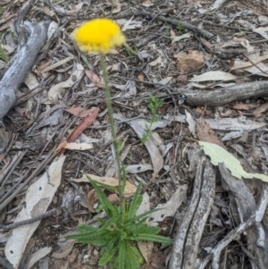 Coronidium scorpioides at Lake George, NSW - 20 Oct 2020