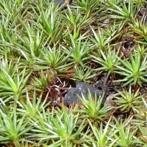 Polytrichaceae at O'Connor, ACT - 18 Oct 2020