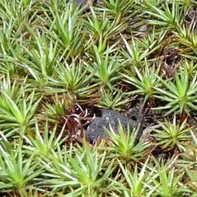 Polytrichaceae at O'Connor, ACT - 18 Oct 2020 by JanetRussell