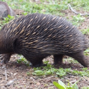 Tachyglossus aculeatus at Black Range, NSW - 20 Oct 2020