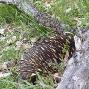 Tachyglossus aculeatus at Black Range, NSW - 20 Oct 2020