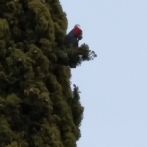 Callocephalon fimbriatum at North Albury, NSW - suppressed