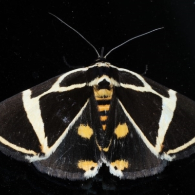 Fodina ostorius (Fodina ostorius) at Lilli Pilli, NSW - 2 Oct 2020 by jbromilow50