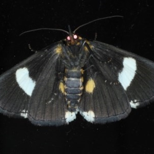 Fodina ostorius at Lilli Pilli, NSW - 2 Oct 2020