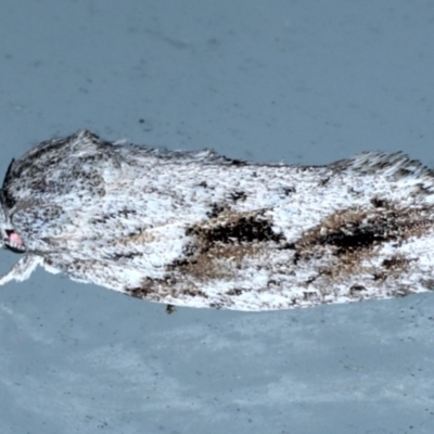 Agriophara confertella (A Flat-bodied moth (Depressidae) at Lilli Pilli, NSW - 2 Oct 2020 by jb2602