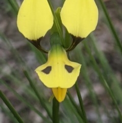 Diuris sulphurea (Tiger Orchid) at Lake George, NSW - 20 Oct 2020 by MPennay