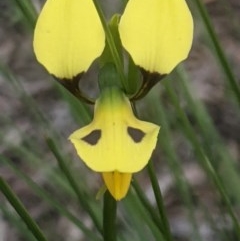 Diuris sulphurea (Tiger orchid) at Lake George, NSW - 20 Oct 2020 by MPennay