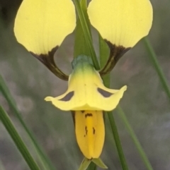 Diuris sulphurea at Lake George, NSW - 20 Oct 2020