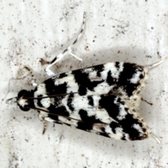 Eudonia aphrodes (A Crambid moth) at Lilli Pilli, NSW - 2 Oct 2020 by jb2602