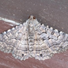 Diatenes aglossoides (An Erebid Moth) at Lilli Pilli, NSW - 2 Oct 2020 by jb2602