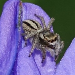 Maratus scutulatus (A jumping spider) at Hughes, ACT - 20 Oct 2020 by Ct1000